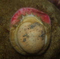 Placiphorella velata