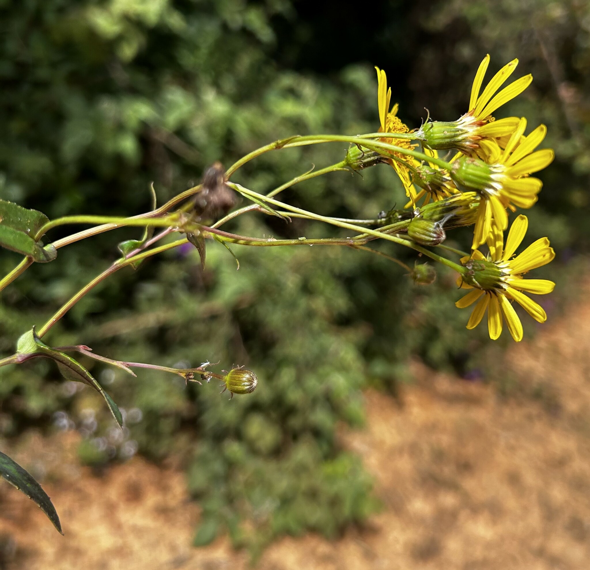 Dendrophorbium pericaule image