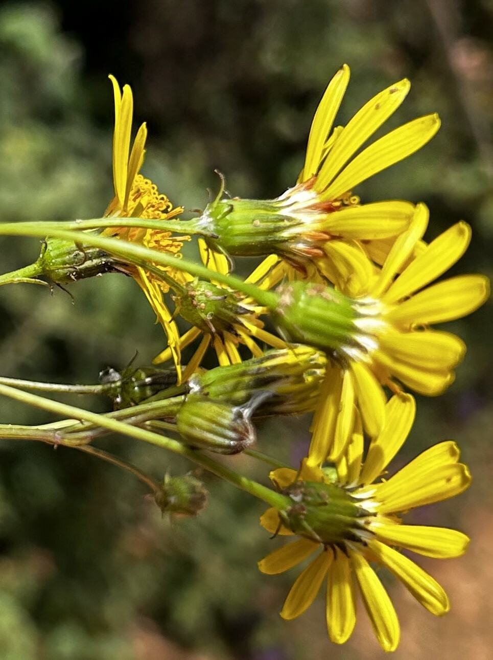 Dendrophorbium pericaule image