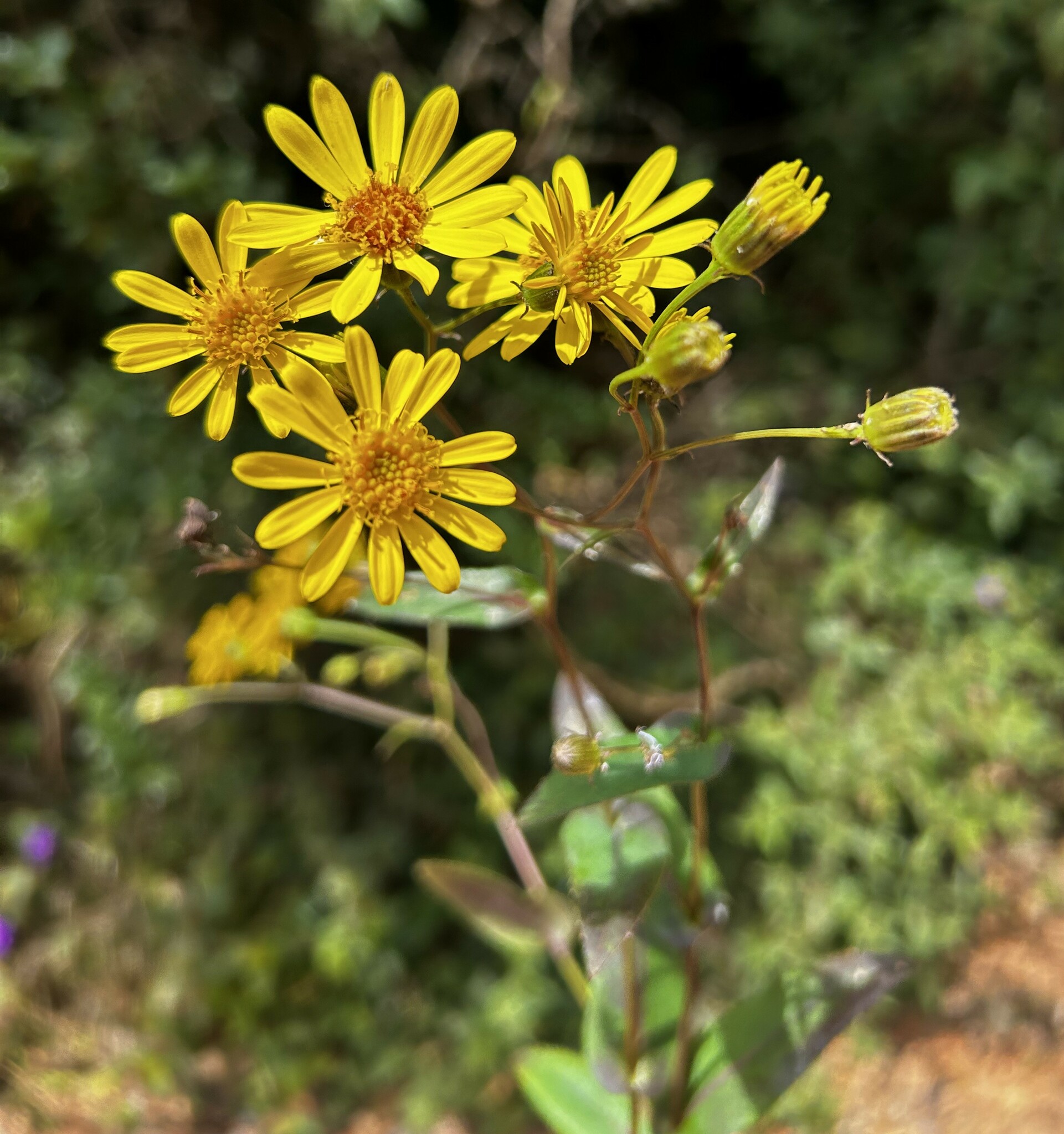 Dendrophorbium pericaule image