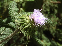 Vernonia galamensis