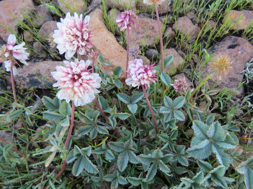 Image of Lemmon's Clover (Trifolium lemmonii) by (c) Garth Harwood, some rights reserved (CC BY)