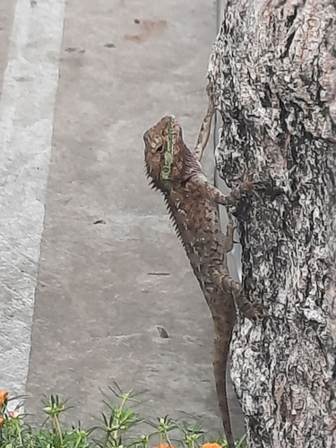 Siamese Blue Crested Lizard