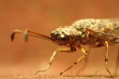 Myrmeleon exitialis