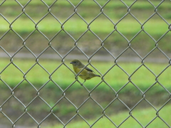 Euphonia saturata