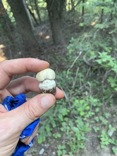 Boletus edulis (Photo 2 of 5)