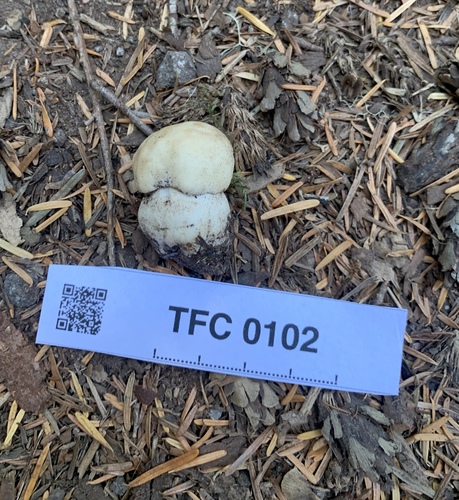 Boletus edulis (Photo 3 of 5)