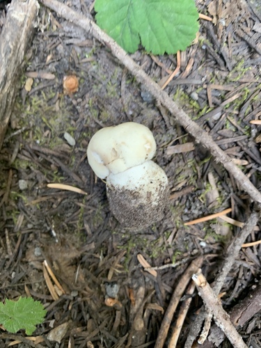 Boletus edulis (Photo 5 of 5)