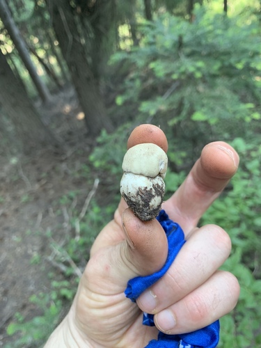 Boletus edulis
