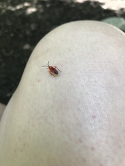 Coccobaphes frontifer