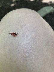 Coccobaphes frontifer