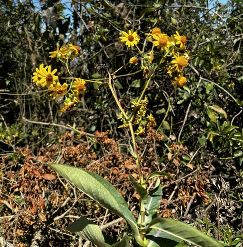 Dendrophorbium amplexicaule
