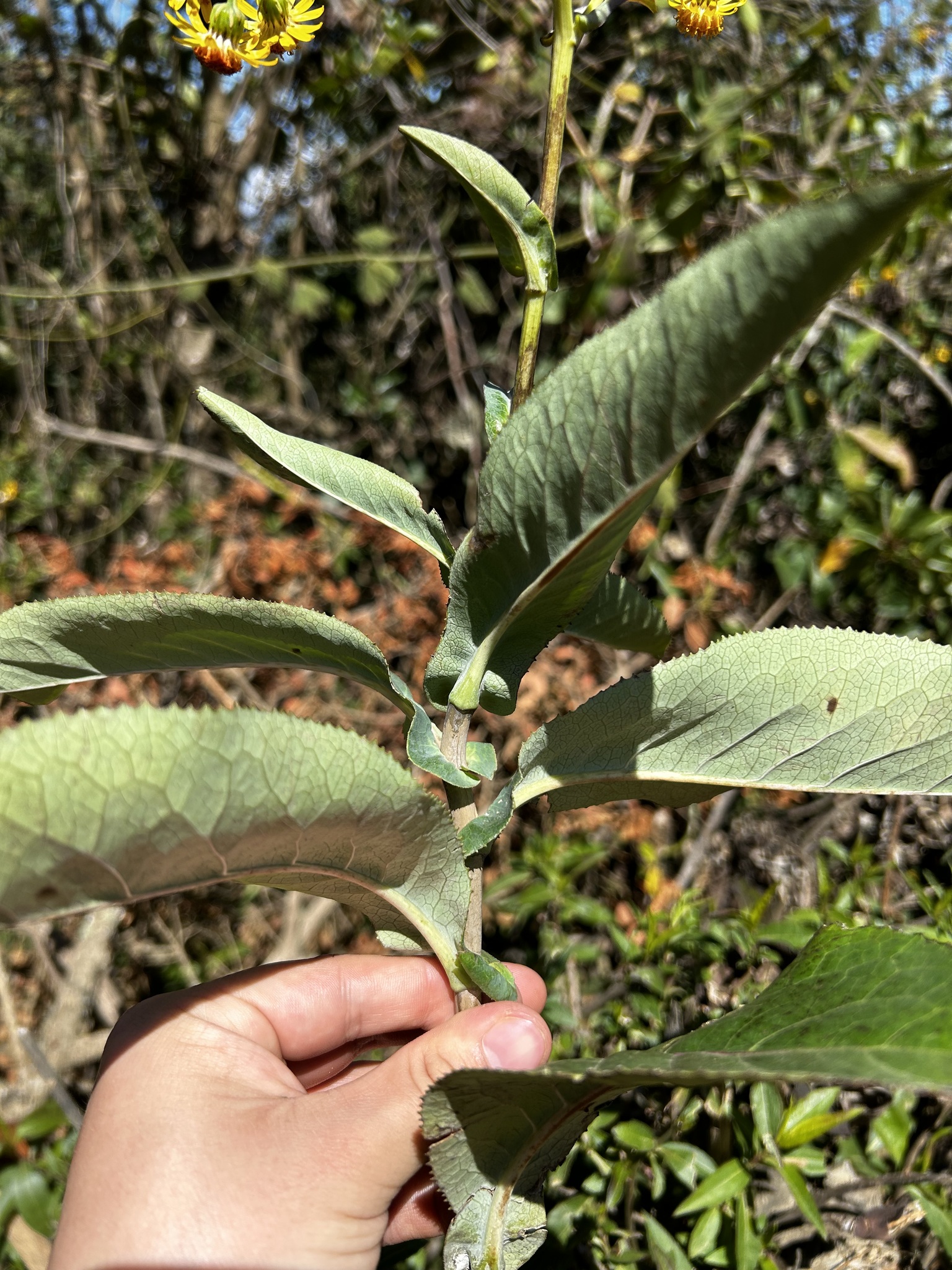 Dendrophorbium amplexicaule image