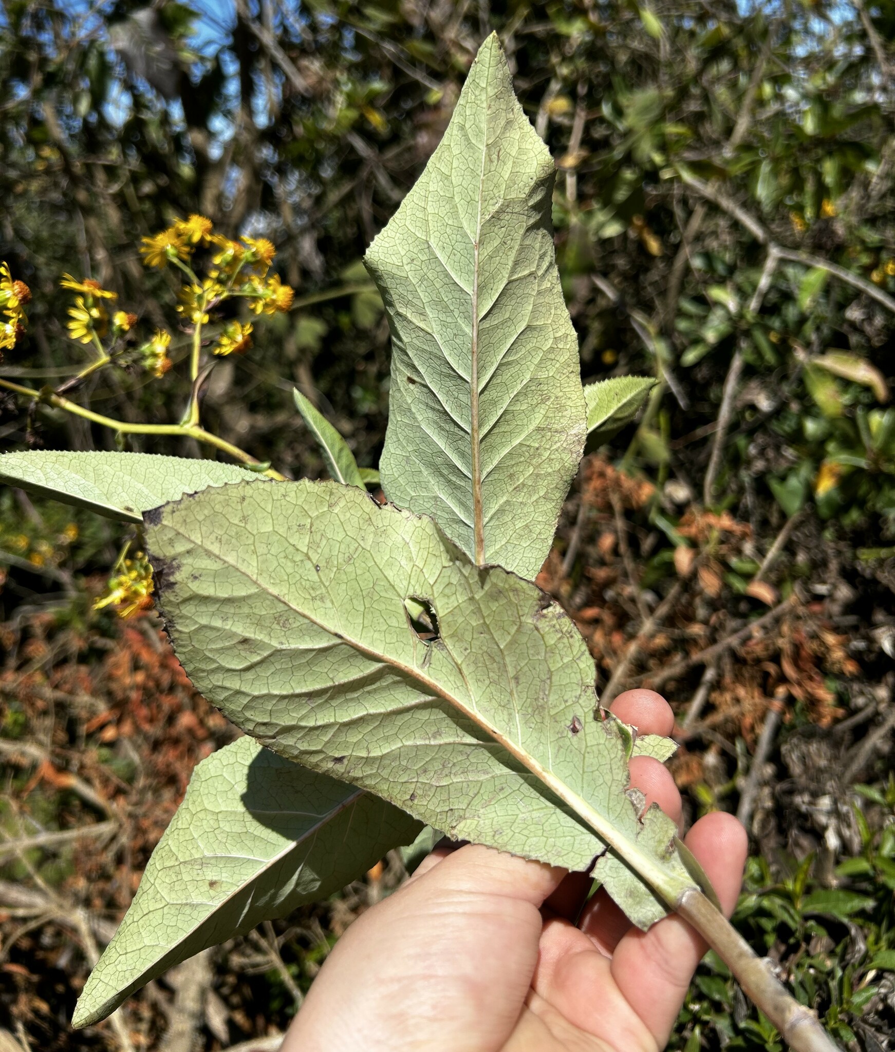 Dendrophorbium amplexicaule image