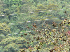 Cranioleuca erythrops