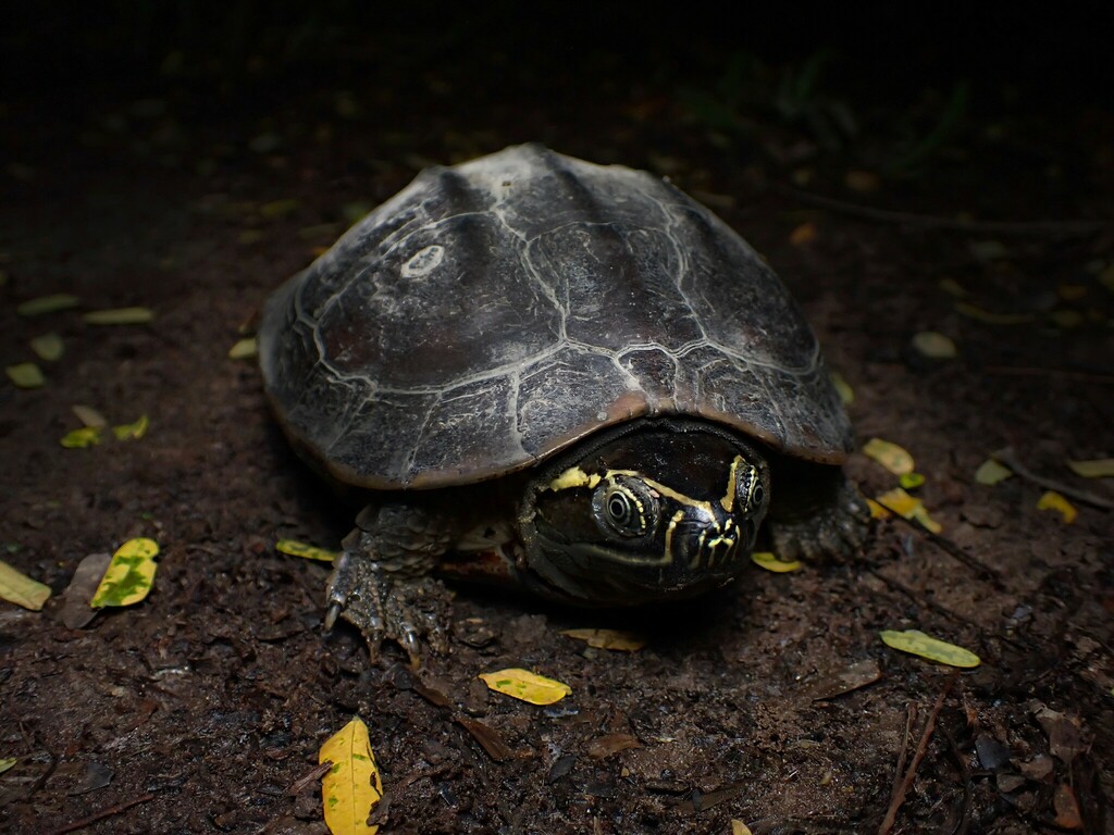 Photo by Đỗ Kỳ Minh Hiển