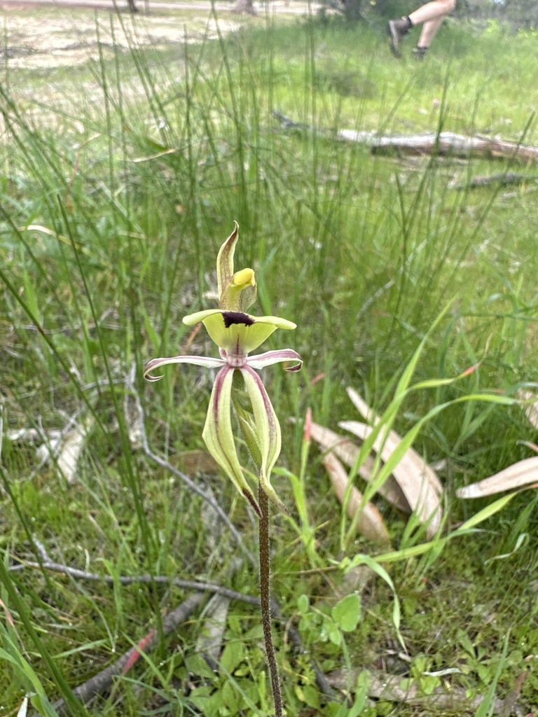 Caladenia roei