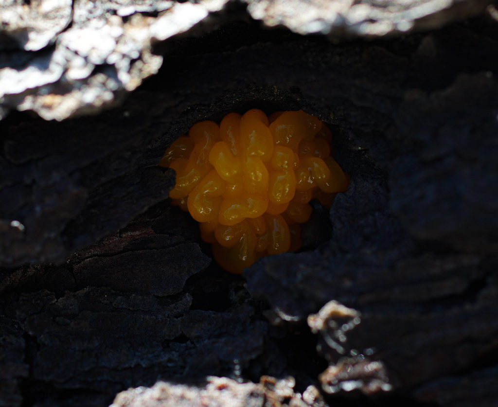Dacrymyces sp. 'CO01'