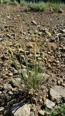 Melica stricta