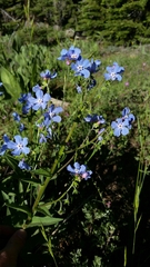 Hackelia velutina