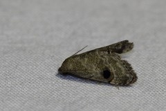 Abablemma brimleyana