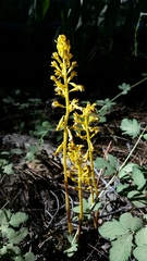 Corallorhiza maculata maculata