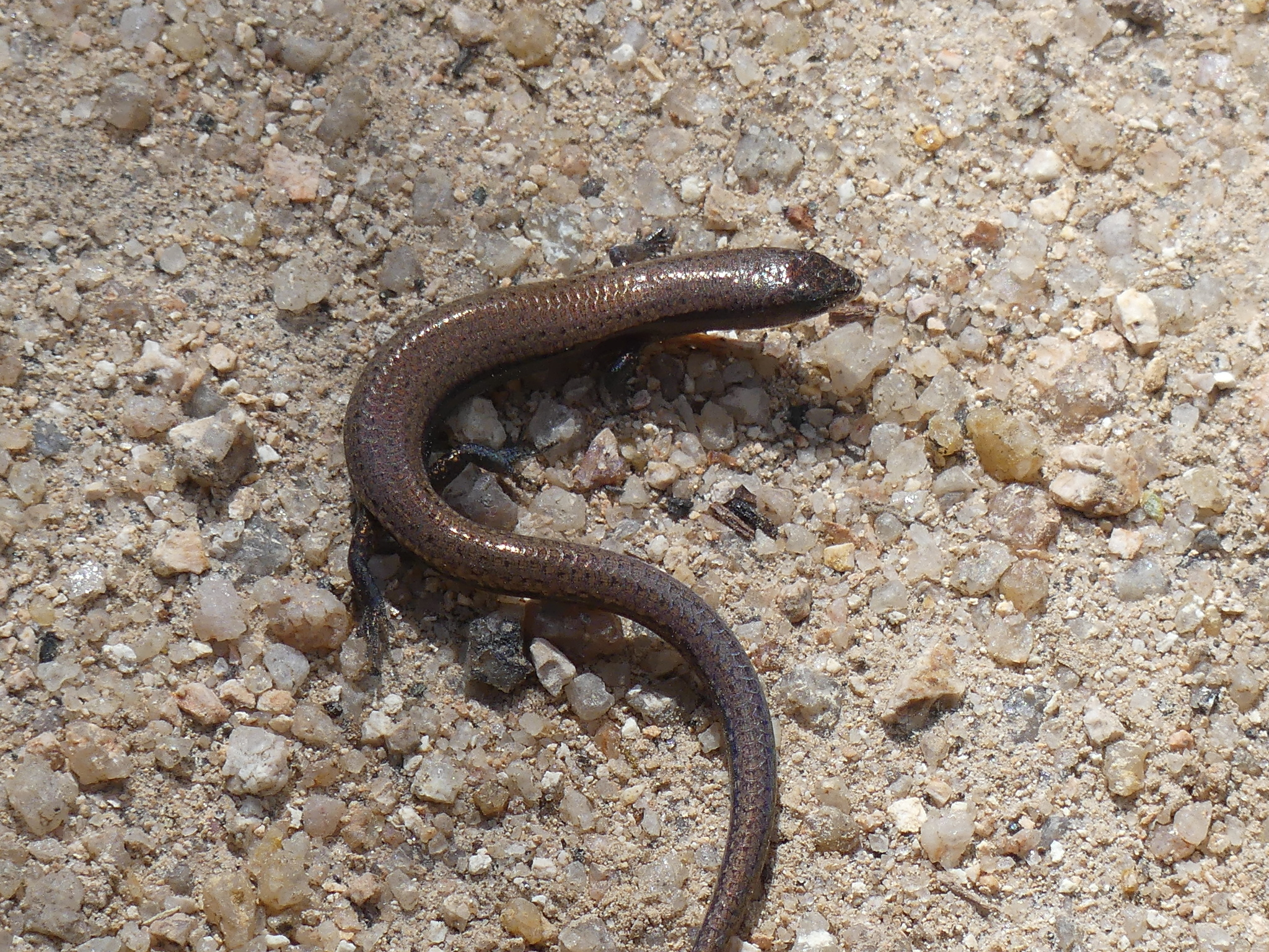 Magnetic Island Dwarf Skink photo 2