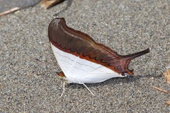 Marpesia zerynthia