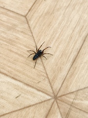 Nurscia albomaculata