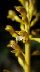Corallorhiza maculata maculata