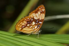 Adelpha saundersii