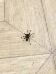 Nurscia albomaculata