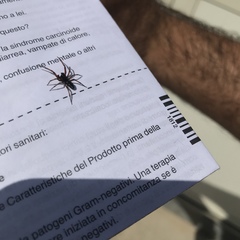 Nurscia albomaculata