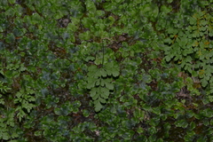 Cryptogramma stelleri