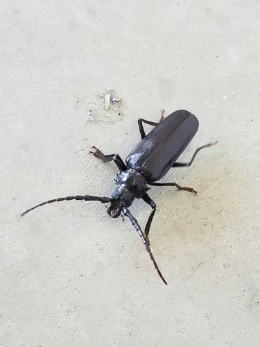 Palo Verde Root Borer photo 5
