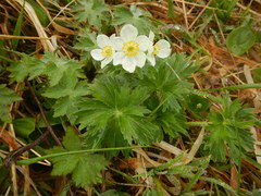 Anemonastrum villosissimum