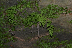Cryptogramma stelleri