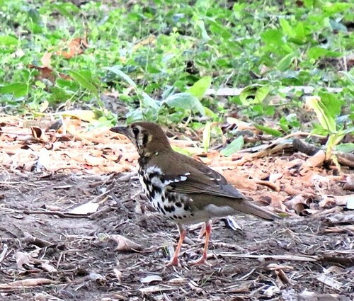 Geokichla guttata guttata