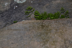 Cryptogramma stelleri