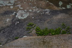 Cryptogramma stelleri