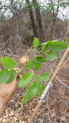 Platymiscium trifoliolatum