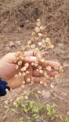 Adiantum tricholepis