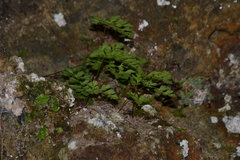 Cryptogramma stelleri