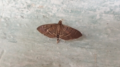Pilocrocis