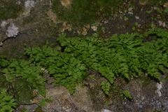 Cryptogramma stelleri