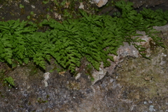 Cryptogramma stelleri