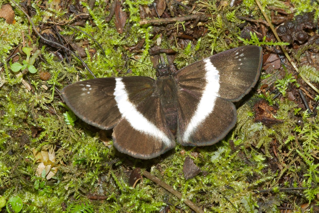 Eburuncus