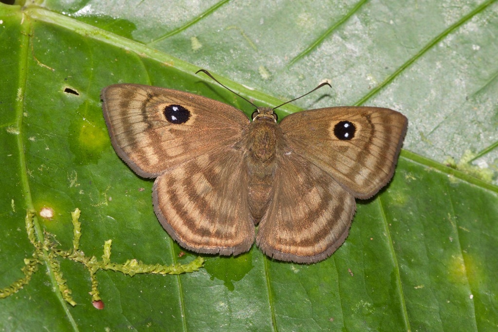 Cyclosemia lathaea