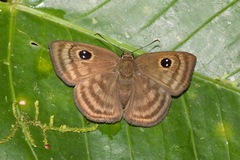 Cyclosemia lathaea