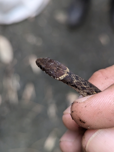 Kosempo Keelback